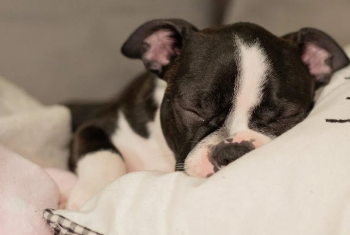 The Best in Pet Care: Safe, Fun, & Reliable Essentials